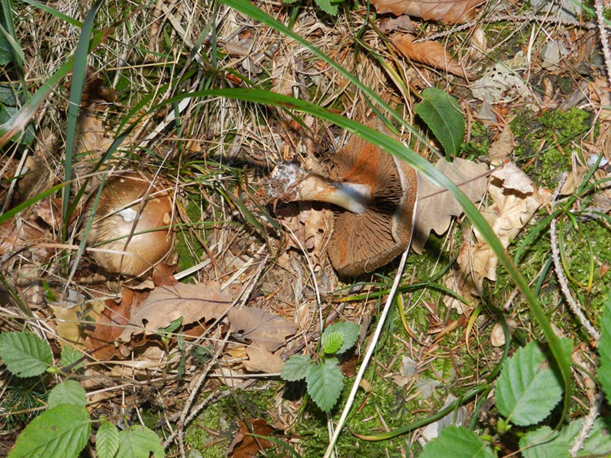 ritrovamento di fine settembre